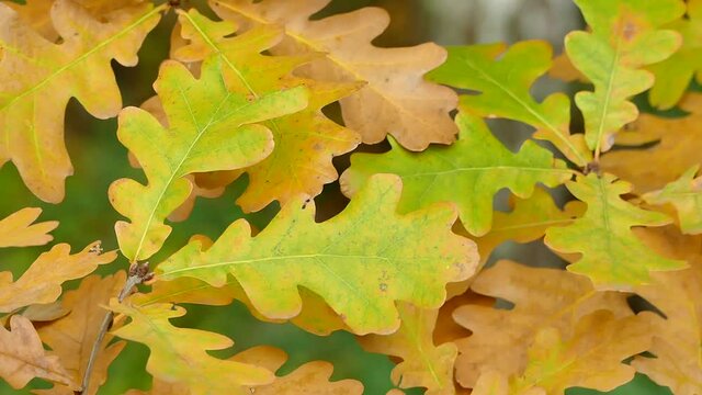 Oak leaves closeup - Common Oak tree branch, Quercus robur