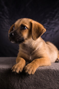 perrito criollo