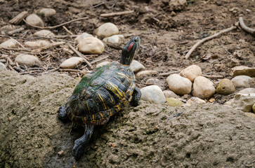 Red Eared Turtle in the zoo in Chattanooga Tennessee.