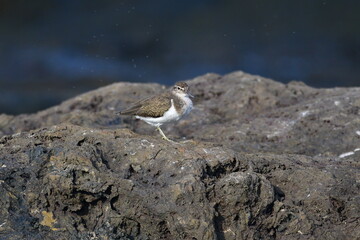 CORRELIMOS EN LA COSTA NORTE DE LA ISLA DE TENERIFE