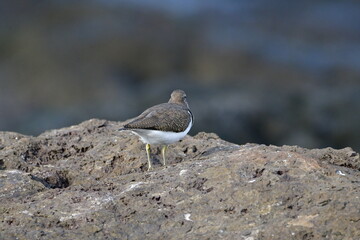 CORRELIMOS EN LA COSTA NORTE DE LA ISLA DE TENERIFE