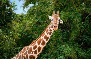Reticulated Giraffe at the zoo in Chattanooga Tennessee.