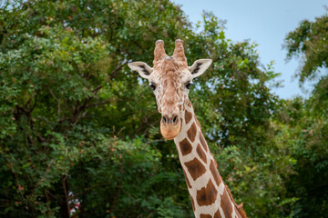 Reticulated Giraffe at the zoo in Chattanooga Tennessee.
