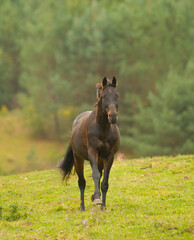 bay colored horse free running in green pasture field healthy horse with ears forward running towards the camera with no tack vertical format with room for type or masthead green trees in background 