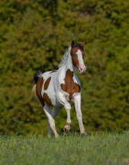 Obraz premium brown and white pinto colored warmblood horse free running in a field of green grass with spring summer and fall colours in background horse in middle of canter stride with brown face and white mane 