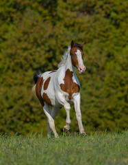 Fototapeta na wymiar brown and white pinto colored warmblood horse free running in a field of green grass with spring summer and fall colours in background horse in middle of canter stride with brown face and white mane 