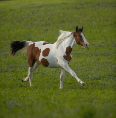 Obraz na płótnie Canvas brown and white pinto colored warmblood horse free running in a field of green grass with spring summer and fall colours in background horse in middle of canter stride with brown face and white mane 