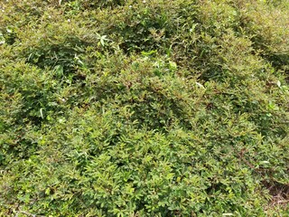 green  minosa pudica background