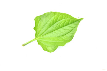 Fototapeta premium green leaf isolated on white