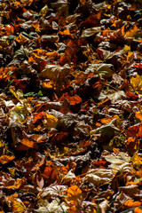 autumn leaves on the ground