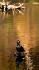 Duck on the lake 