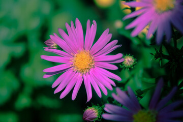 close up of pink daisy