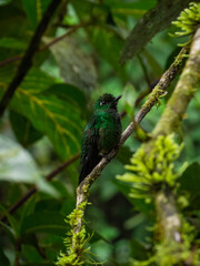 Naklejka premium Colibri.