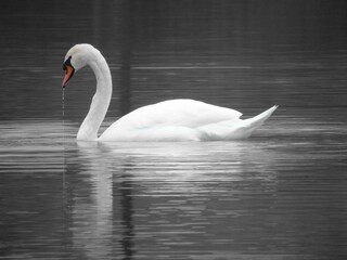 swan on the water