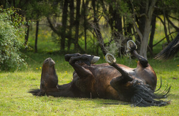 horse rolling in grass with all four feet in the air horse with shoes on rolling to scratch back or...