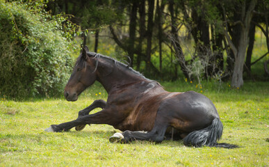 horse lying down in green pasture field trying to get up after rolling possible signs of horse...