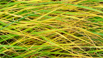 Beautiful yellow and green grass background for design