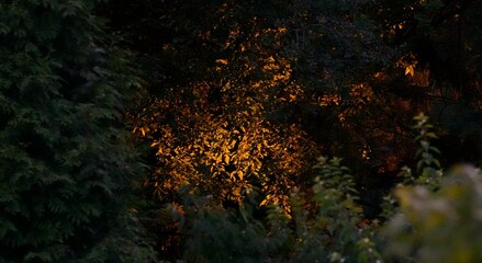 Fototapeta na wymiar Sunset lighting up leaves, Pennsylvania