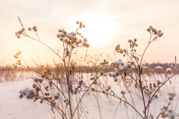 Various blades of grass under a layer of snow in the rays of the setting sun