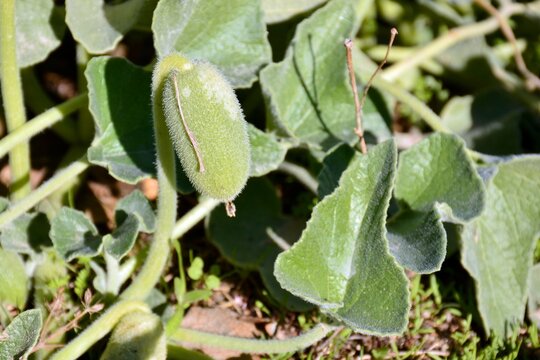 Elaterio inmaduro de Ecballium elaterium,  pepinillo del diablo
