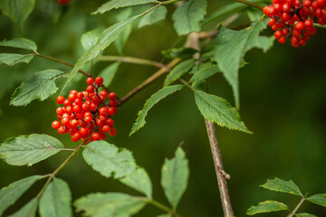 Fototapeta premium Ripe red-orange rowan berries close-up growing on the branches of a rowan tree