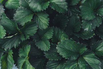 Outdoor strawberry farm in a rural village