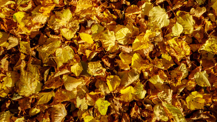 Background of golden autumn leaves for design