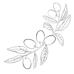 Vector drawing of a frame from olive branches on a black and white background.