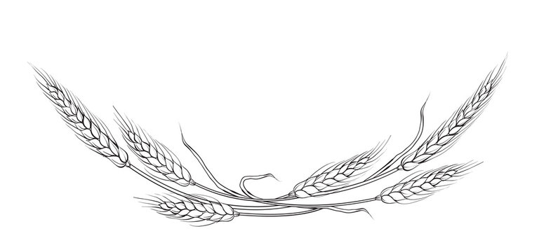Vector branches of wheat. Circle frames on white background.