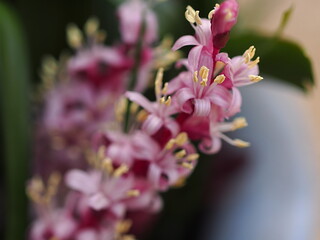 キチジョウソウの花のアップ