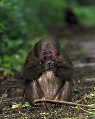 Stump-tailed macaque,
Macaca arctoides, in Kaeng Krachan National Park of Thailand, Unesco world heritage site
