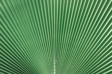 Fototapeta premium Striped of tropical palm leaf. Abstract nature pattern background. Green natural backdrop.