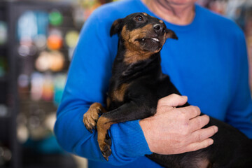 Photo of miniature pinscher puppy in hands of old man.