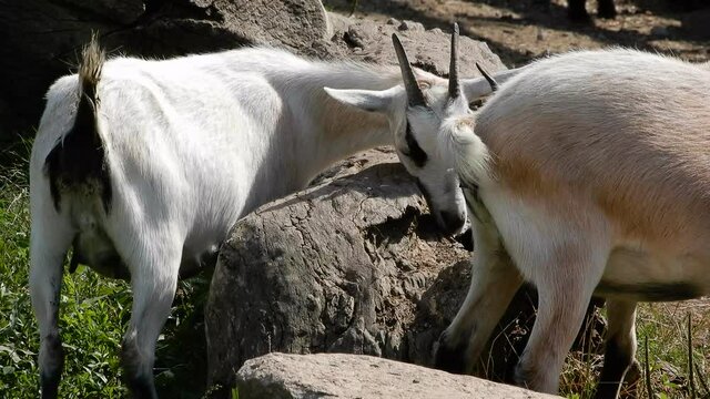 Billy Goats Outdoors Playing With Rocks Near Green Grass