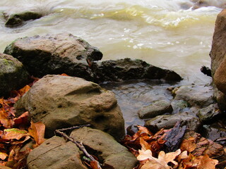 Rocks and leaves on the river