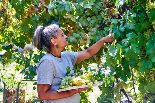 Farmer woman collecting grapes on organic farm.
