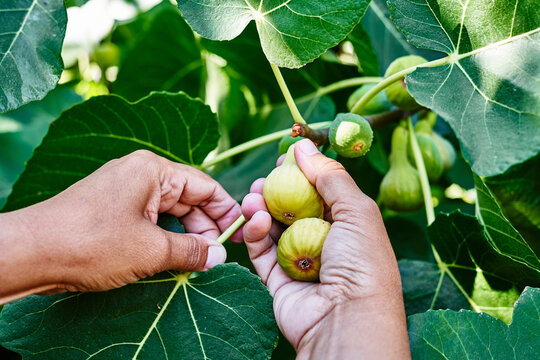 Farmers collecting figs on organic farms. Woman cutting figs