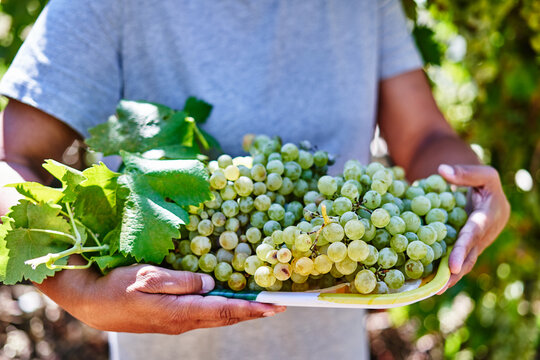Farmer woman collecting grapes on organic farm, agriculture concept