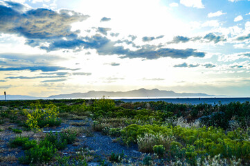 Salt Lake Desert Grass