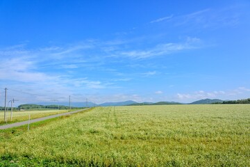 Fototapeta na wymiar 北海道　幌加内町のそば畑 