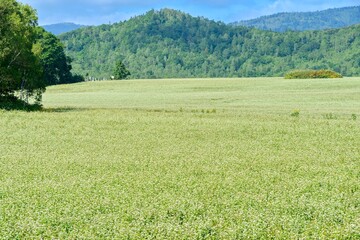 北海道　幌加内町のそば畑
