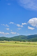 Fototapeta premium 北海道 幌加内町のそば畑 