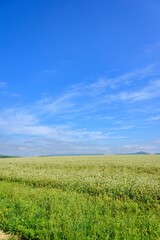 北海道　幌加内町のそば畑
