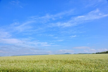 Obraz premium 北海道 幌加内町のそば畑 