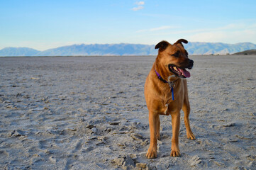 Happy Dog on Salt Lake Beach