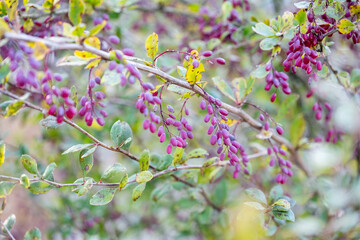 Ripe barberry berries on bush branches in autumn