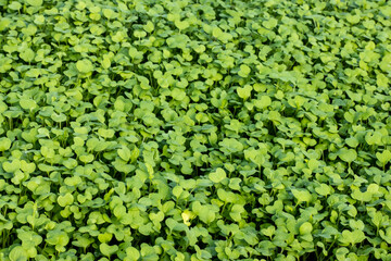 Beautiful green background of mustard shoots, green fertilizer, green manure for the garden