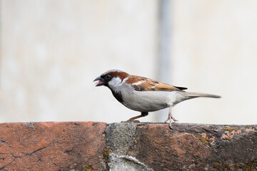 Side view of Male house sparrow bird, Passer domesticus, a bird of the sparrow family Passeridae , often found in Indian homes.