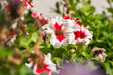 Obraz premium Bright Petunia flowers, a flowering plant with colorful flowers. Howrah, West Bengal, India.