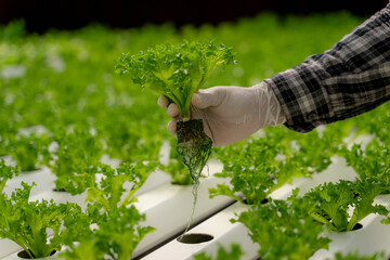 Hand of young man holding hydroponic lettuce plant in a hydroponic nursery.
